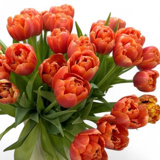 Buchet cu lalele portocalii (15 fire)