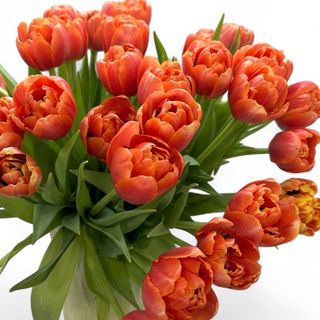 Buchet cu mix de lalele portocalii (25 fire)