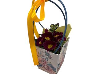 Primula in ghiveci si punga decorativa