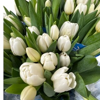 Buchet de lalele albe (15 fire)