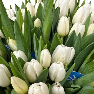 Buchet cu lalele albe ( 25 fire)