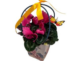 Cyclamen in punga decorativa si accesoerii