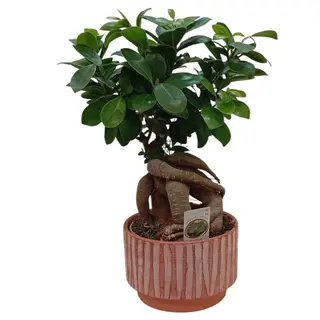 Ficus bonsai in vas ceramic