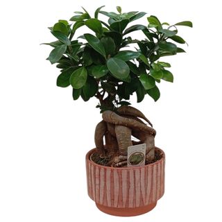 Ficus bonsai in vas ceramic