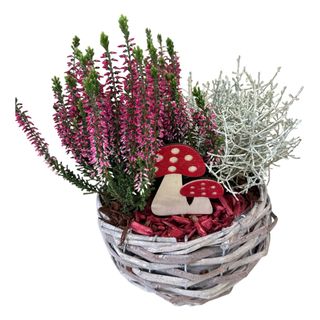 Aranjament cu plante “Sporul casei”