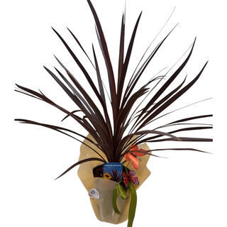 Pampas planta