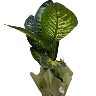 Dieffenbachia planta