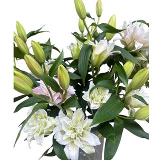 Buchet de crini dubli