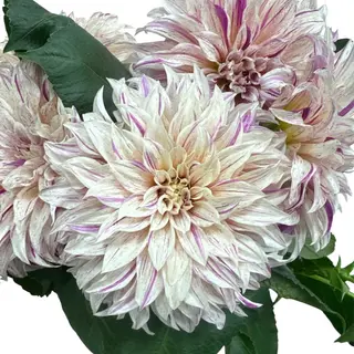 Buchet cu dalii premium “ Pentru tine”