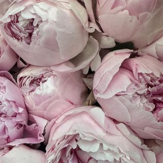 Buchet cu 25 de bujori roz
