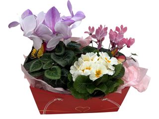 Aranjament cu plante “Primavara”