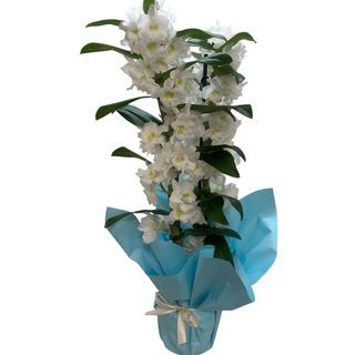 Dendrobium jumbo
