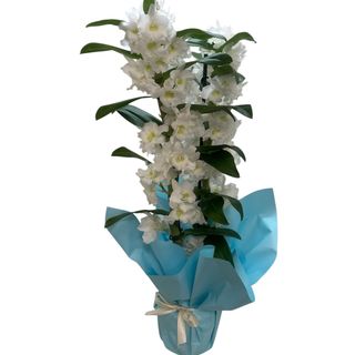 Dendrobium jumbo
