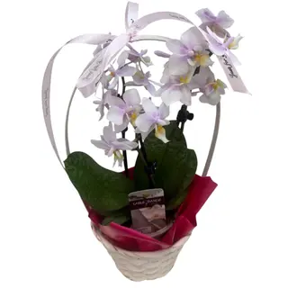 Mini-orhidee lila in cos decorativ
