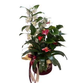 Aranjament cu orhidee dendrobium si anthurium