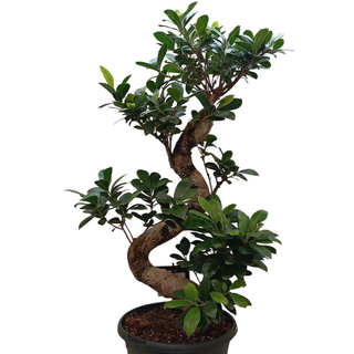 Ficus bonsai  ( inaltime 80 cm)