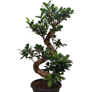 Ficus bonsai  ( inaltime 80 cm)