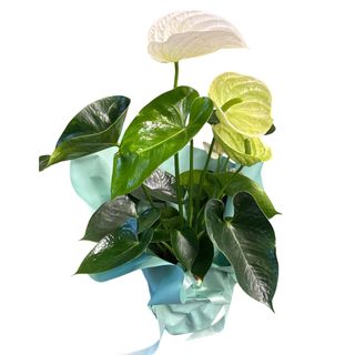 Anthurium alb