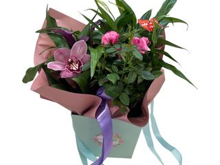 Atanjament cu plante “Martisor fericit”