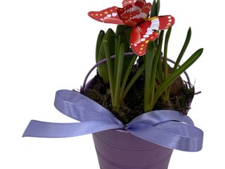 Bulbi de narcis suli muscari in vas decorativ