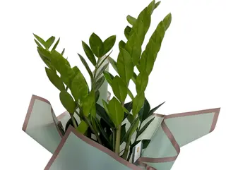 Zami -planta abudentei