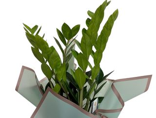 Zami -planta abudentei