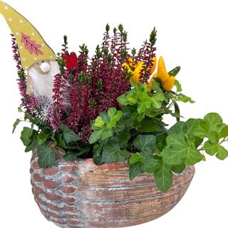 Aranjament cu plante “Ghinda norocoasa”