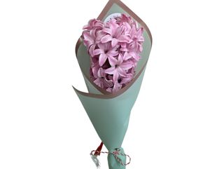 Zambila parfumata roz ( fir)