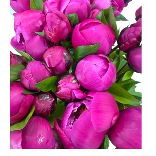 Bujori Fucsia Fire 11 Fire