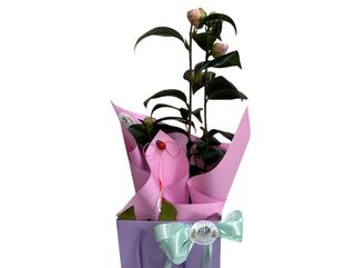 Camelia (planta) in punga decorativa