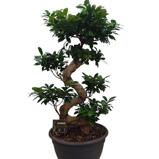 Ficus bonsai ( inaltime planta 90 cm)