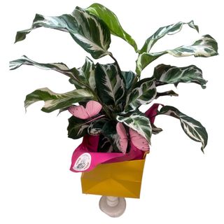 Calathea jumbo