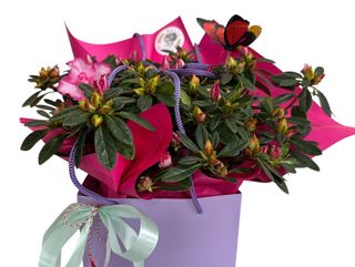 Azalee (ghiveci) in punga decorativa