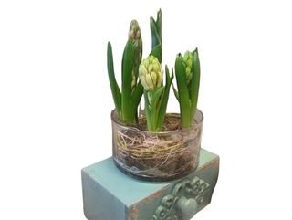 Mix 5 bulbi soiuri diverse