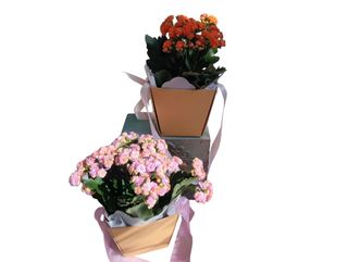 Kalanchoe