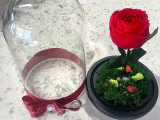 Trandafir Criogenat în Cupolă de Sticlă