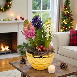 Bulbi Zambile în vas auriu, brad natural și globulețe.