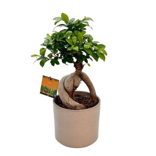 Bonsai Ginseng 30cm in vas ceramic