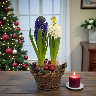 Zambile de Crăciun alb și mov