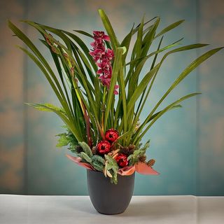 Orhidee de Crăciun cadou