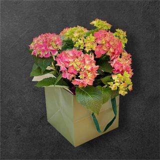 Hortensie la ghiveci în punga Cadou