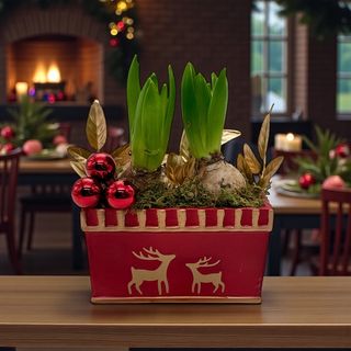 Zambile de Crăciun alb și mov