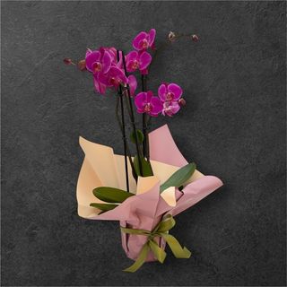 Orhidee Magenta