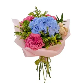 Hortensie Blue