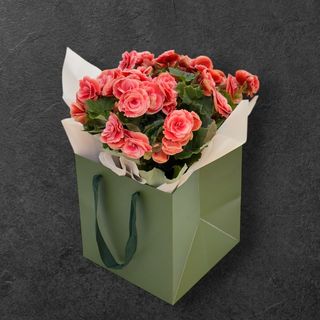 Begonia planta roz