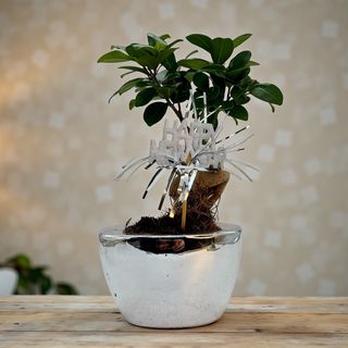 Bonsai cu Noroc