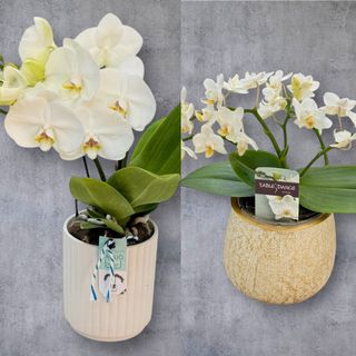 Pachet Plante Școală 2 Orhidee