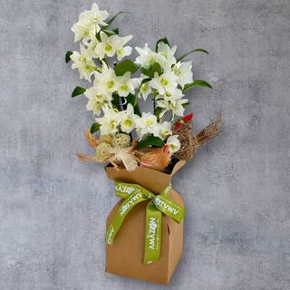 Cadou de Paște Orhidee alba