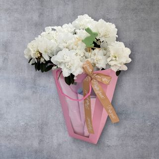 Cadou de Paște planta  Azalee alba