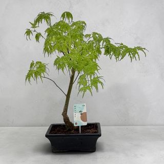 Bonsai Acer verde